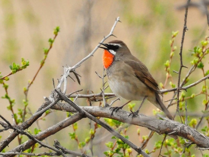Соловей-красношейка Luscinia Calliope