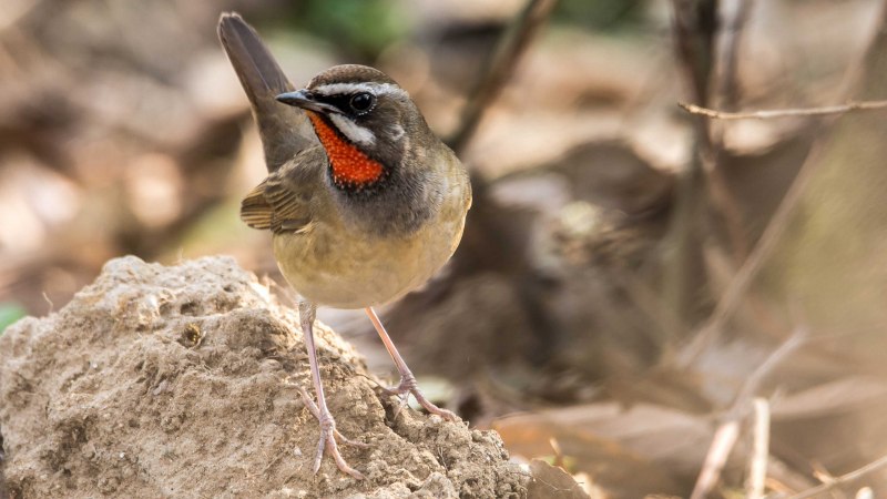 Соловей-красношейка Luscinia Calliope