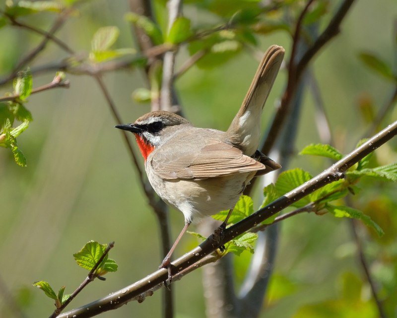 Соловей-красношейка Luscinia Calliope
