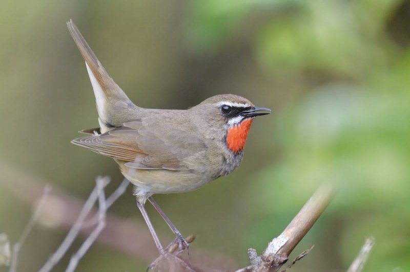 Соловей-красношейка Luscinia Calliope