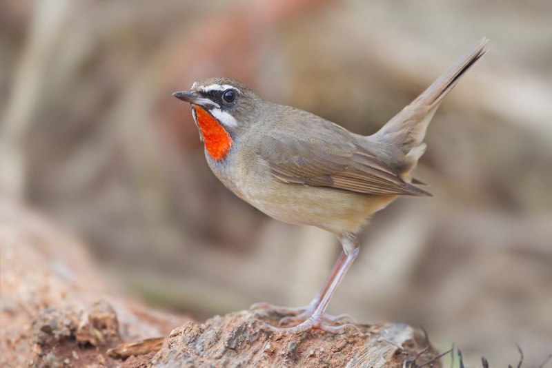 Соловей-красношейка Luscinia Calliope