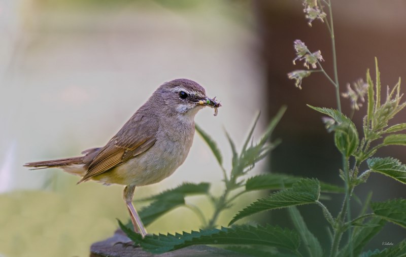 White-tailed Rubythroat (Luscinia pectoralis)