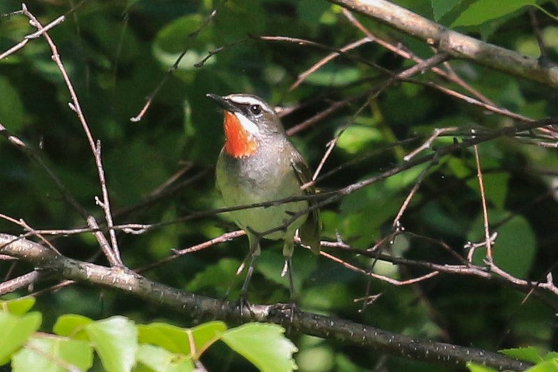 Соловей-красношейка Luscinia Calliope