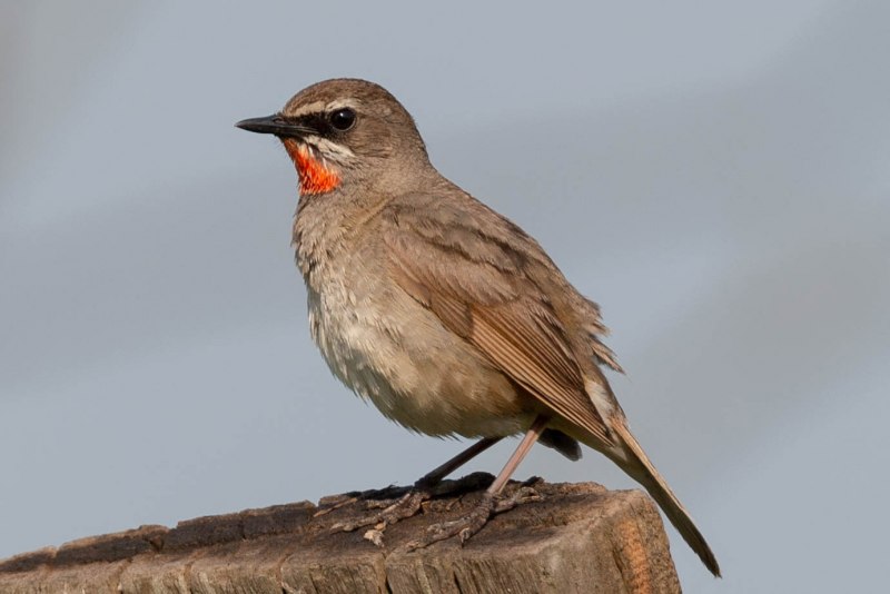 Соловей-красношейка Luscinia Calliope