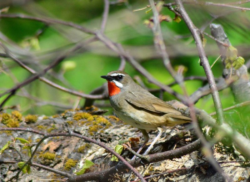 Соловей-красношейка Luscinia Calliope