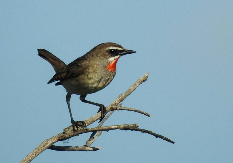 Соловей-красношейка Luscinia Calliope