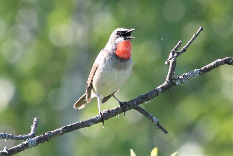 Соловей-красношейка Luscinia Calliope