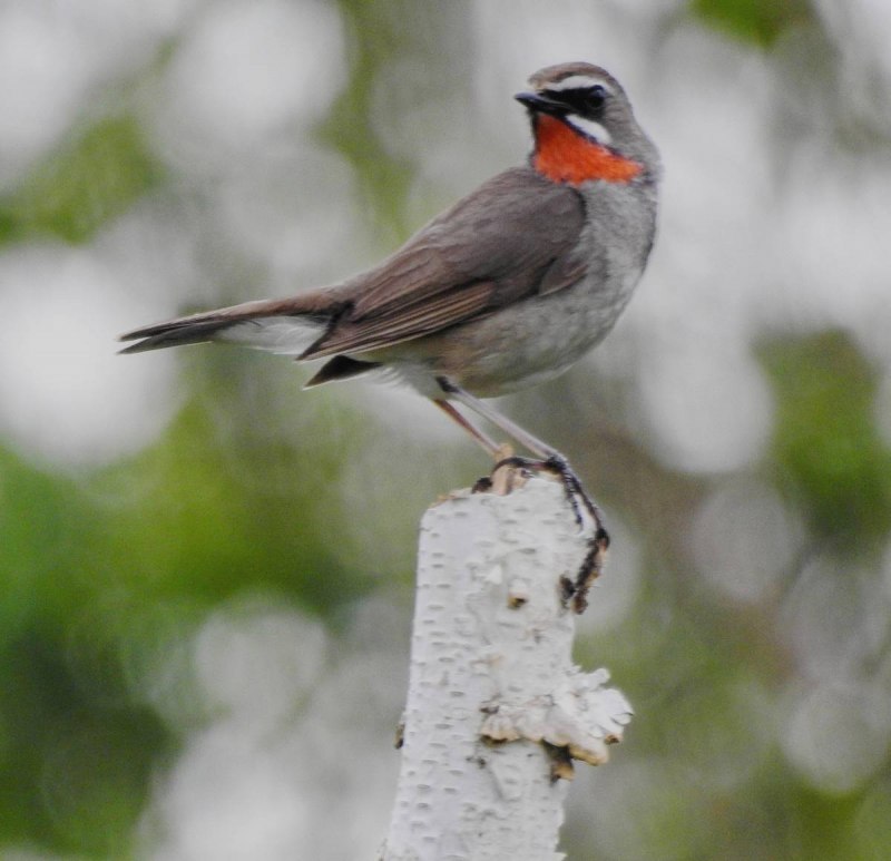 Luscinia Calliope