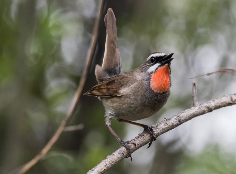 Luscinia Calliope