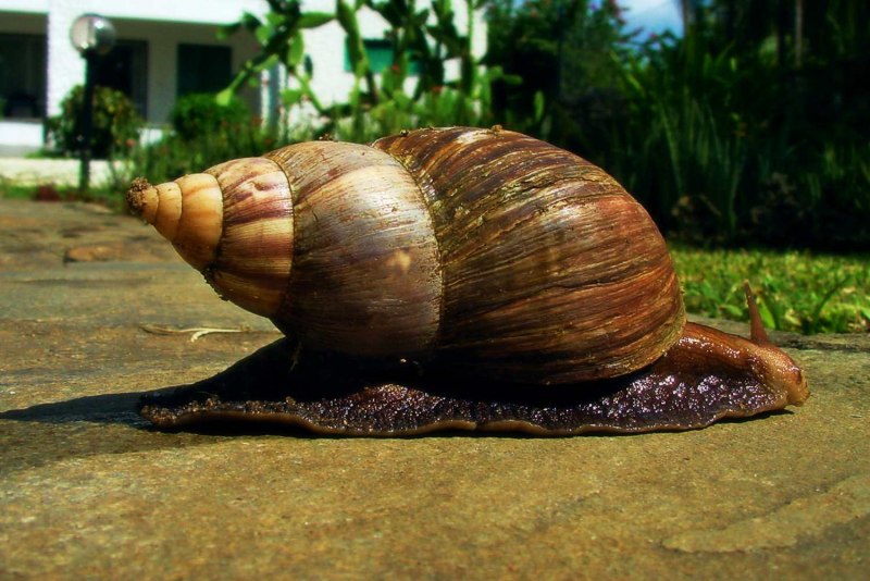 Achatina stuhlmanni