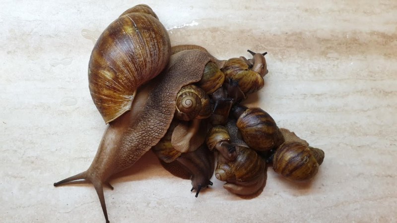 Ахатина гигантская Achatina Fulica