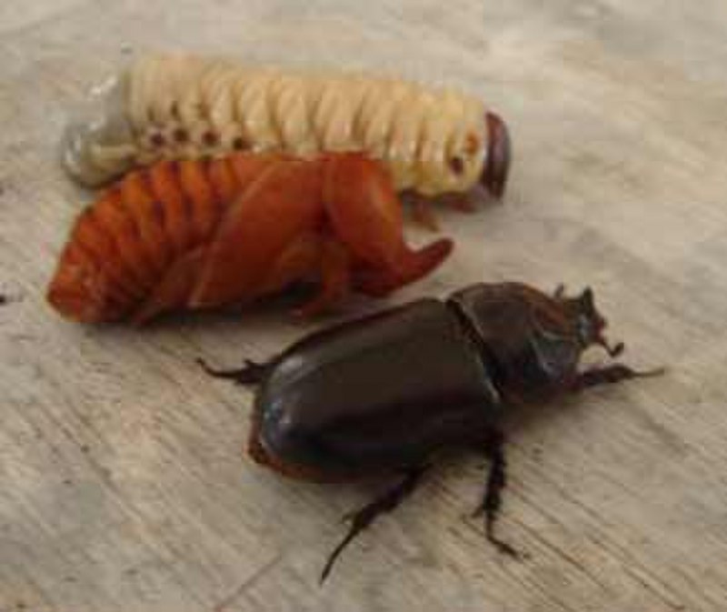Личинка жука носорога и майского жука фото