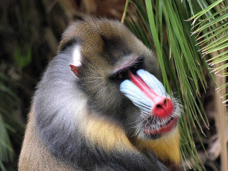 Мандрил отряд