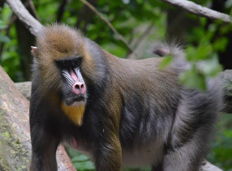 Мартышкин Дрилл