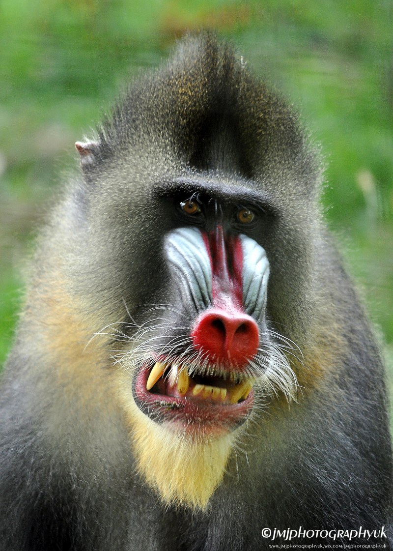 Мадагаскарский павиан