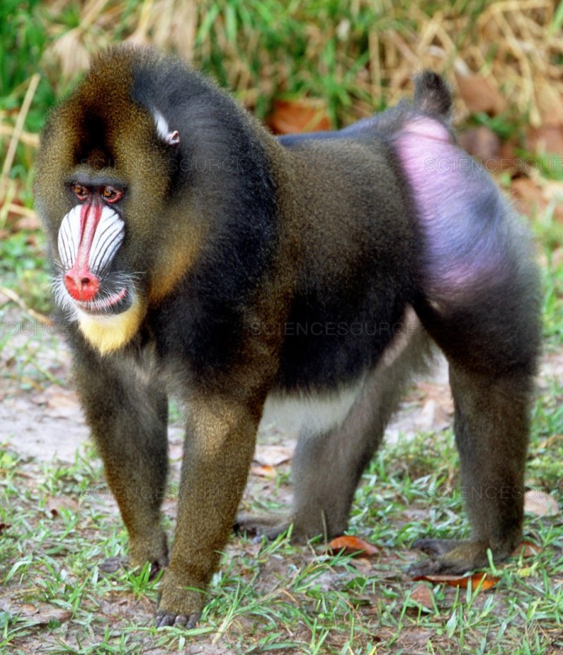 Гелада фото животного