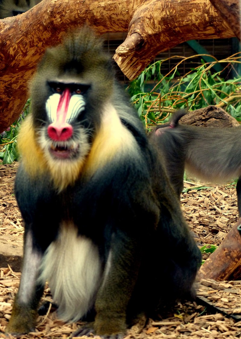 Павиан без шерсти