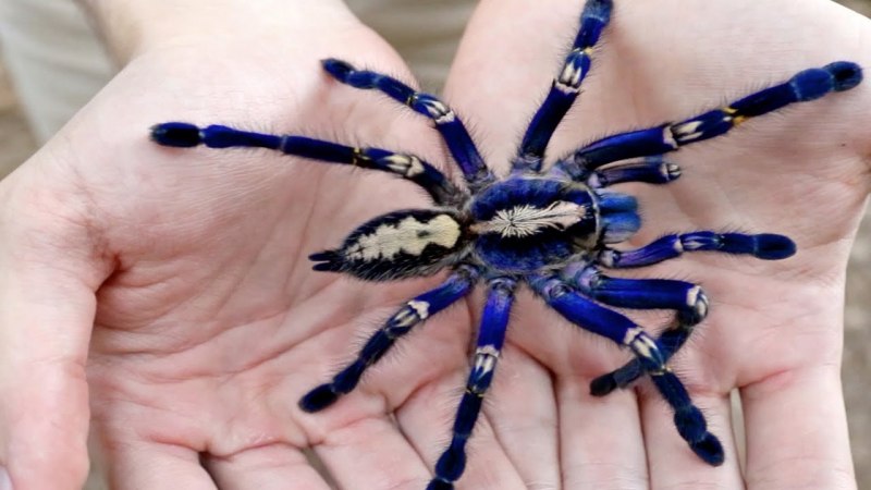Cobalt Blue Tarantula
