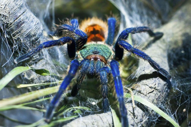 Металлический древесный птицеед Poecilotheria Metallica