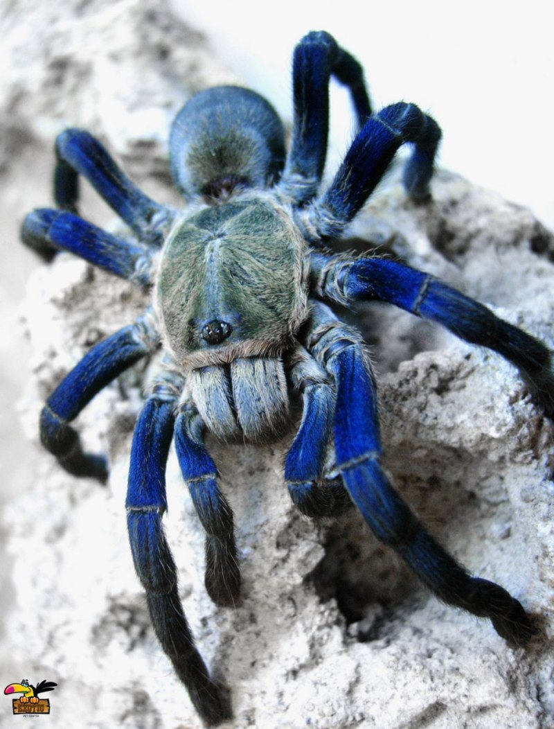 Металлический древесный птицеед Poecilotheria Metallica