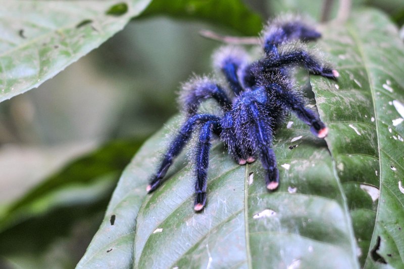 Паук Chromatopelma cyaneopubescens