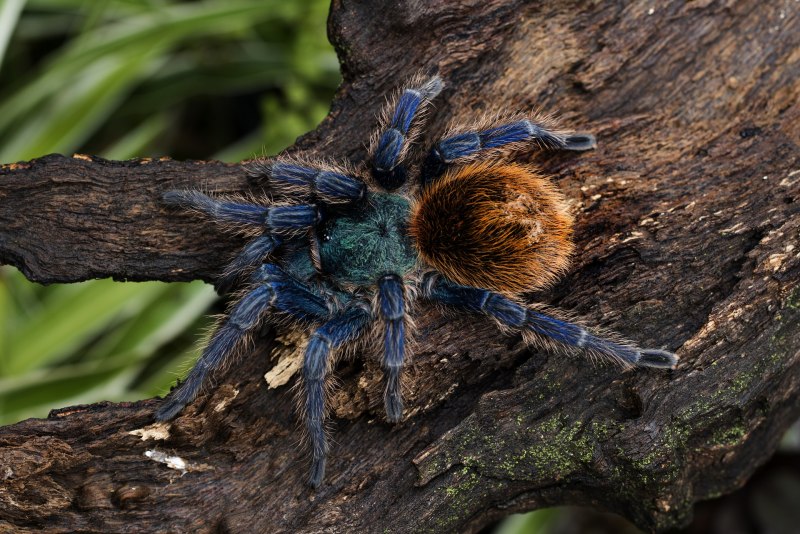 Паук птицеед Avicularia versicolor