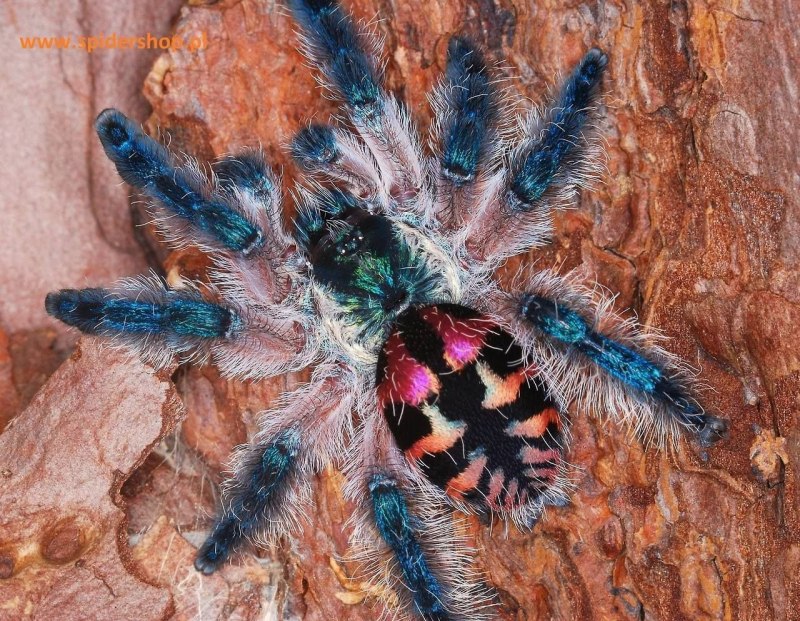 Паук птицеед Avicularia versicolor