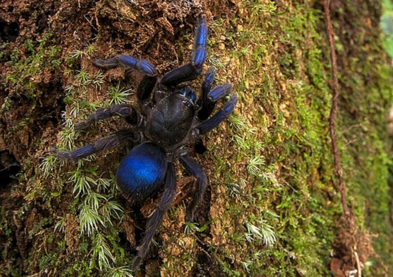 Poecilotheria Metallica паук