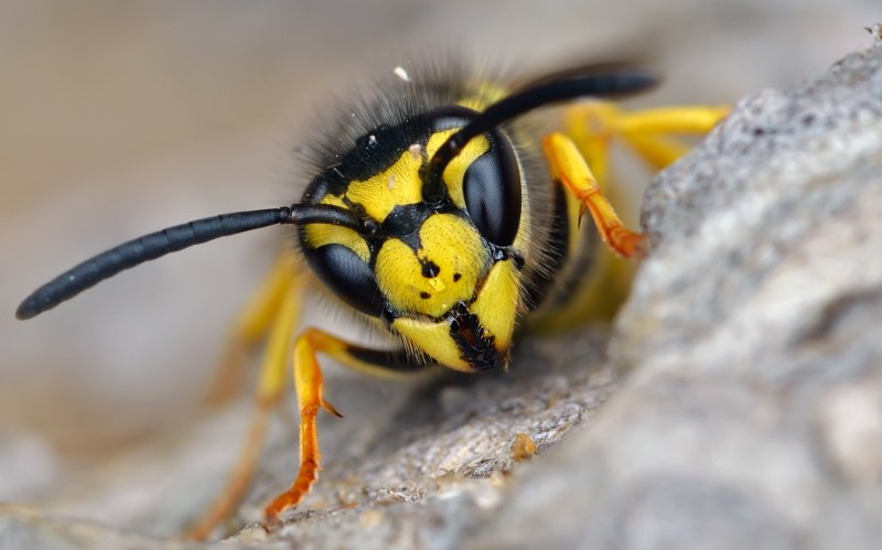 Оса обыкновенная Vespula vulgaris