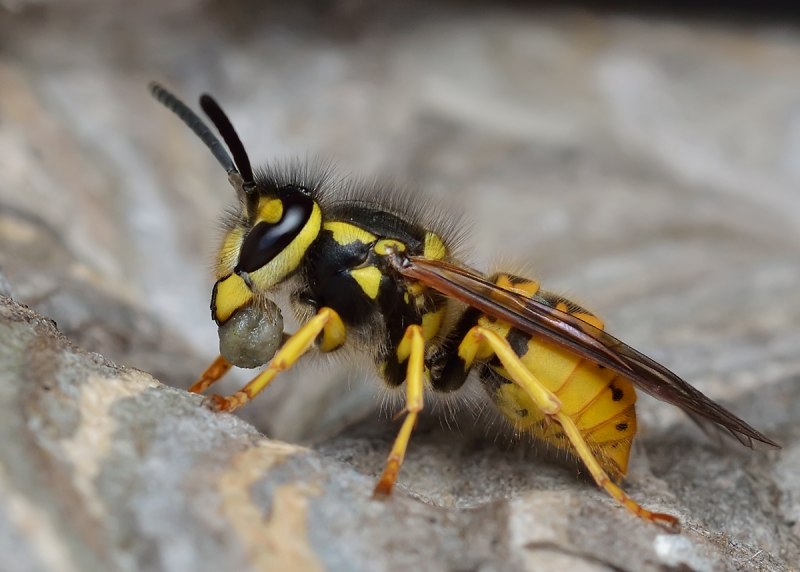Vespula Germanica