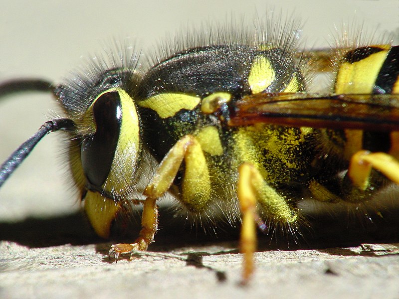 Оса обыкновенная лат Vespula vulgaris