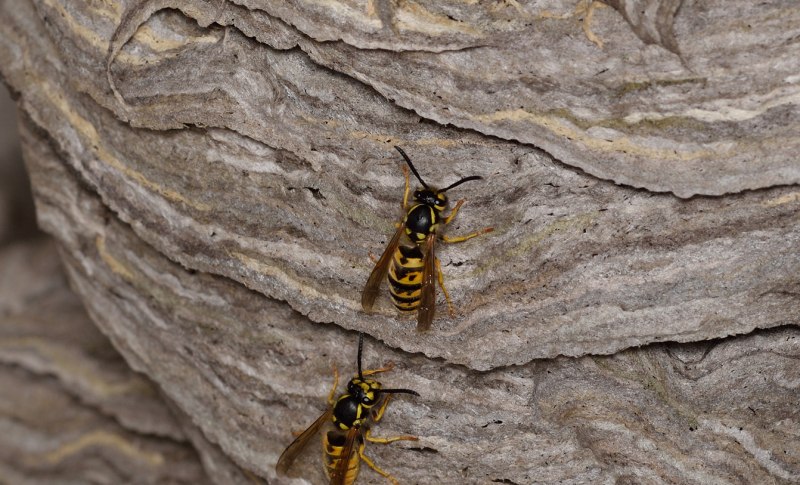 Entomologik ignalar