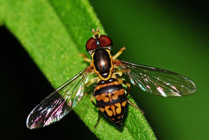 11. Оса рыжая (Vespula Rufa)