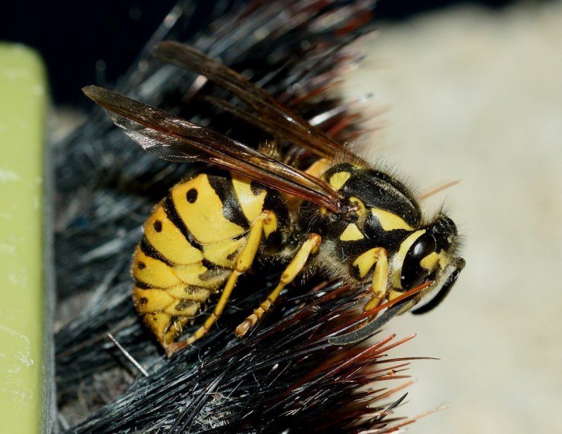 Vespula vulgaris