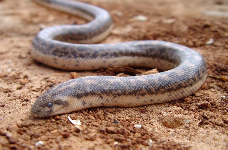 Eryx miliaris