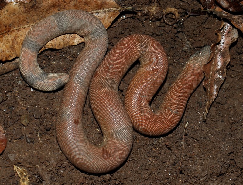 Eryx tataricus