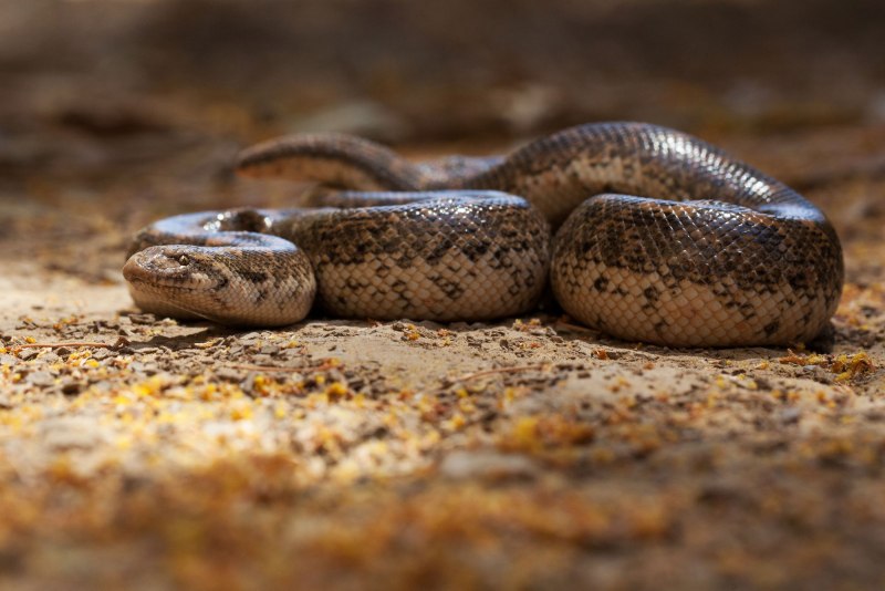 Восточный удавчик Eryx tataricus
