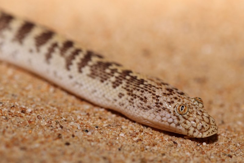 Eryx jaculus