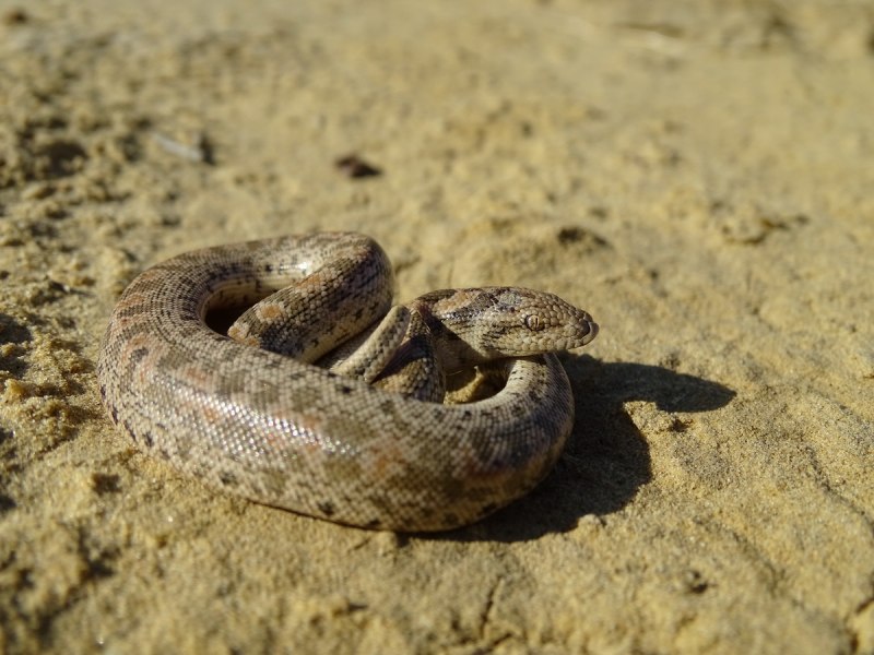 Eryx miliaris