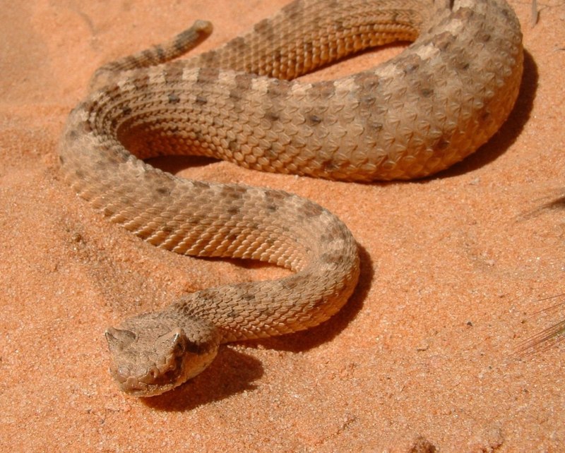 Sand boa