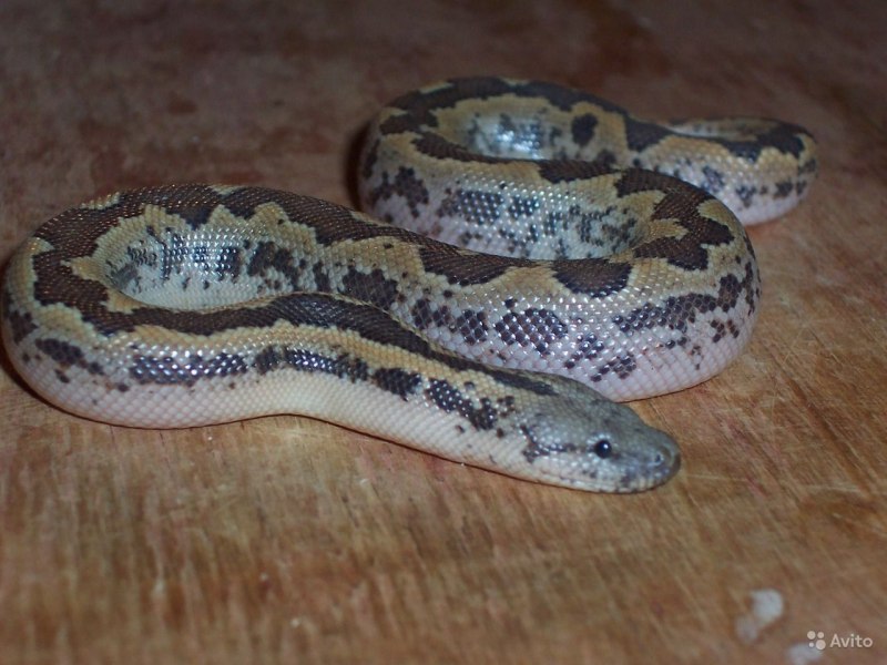 Восточный удавчик Eryx tataricus