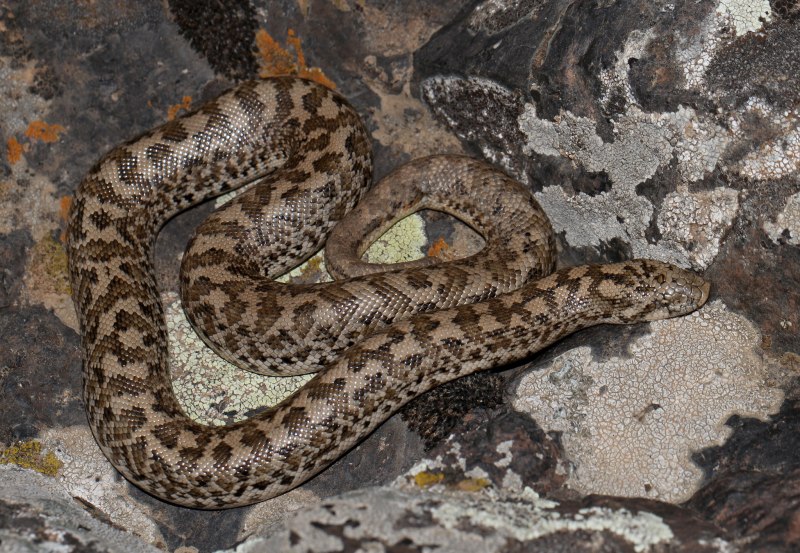 Psammophis sibilans