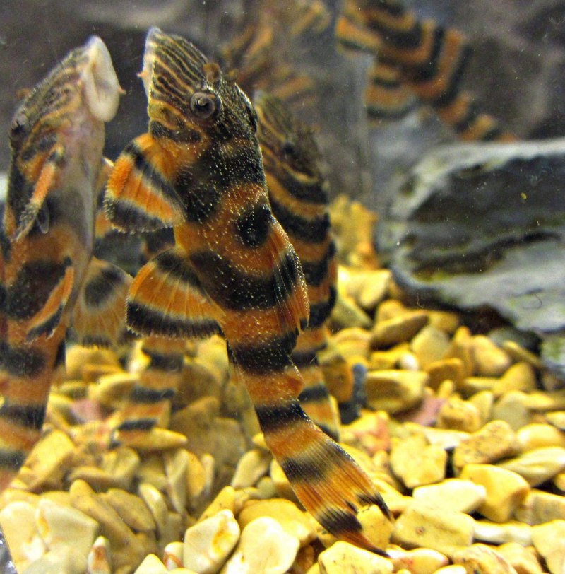 Panaqolus SP. L397