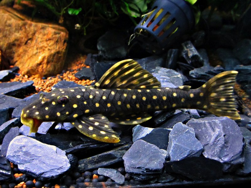 Baryancistrus beggini
