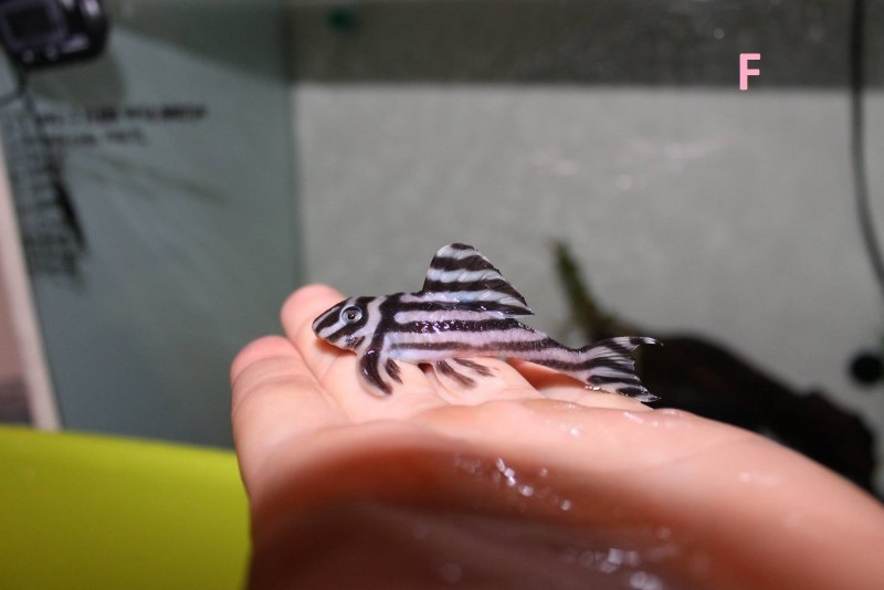 L340 Mega Clown Pleco