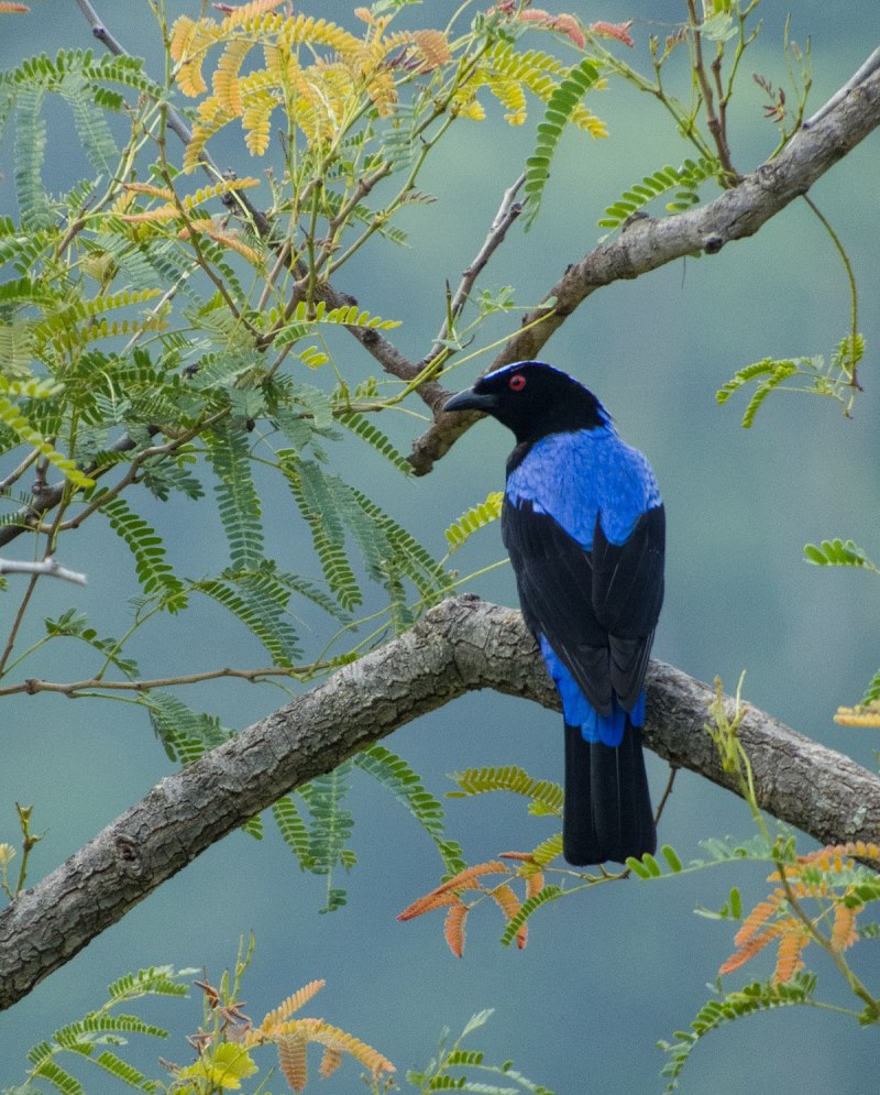 Asian Fairy Bluebird
