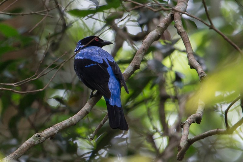 Bluebird на черных листьях