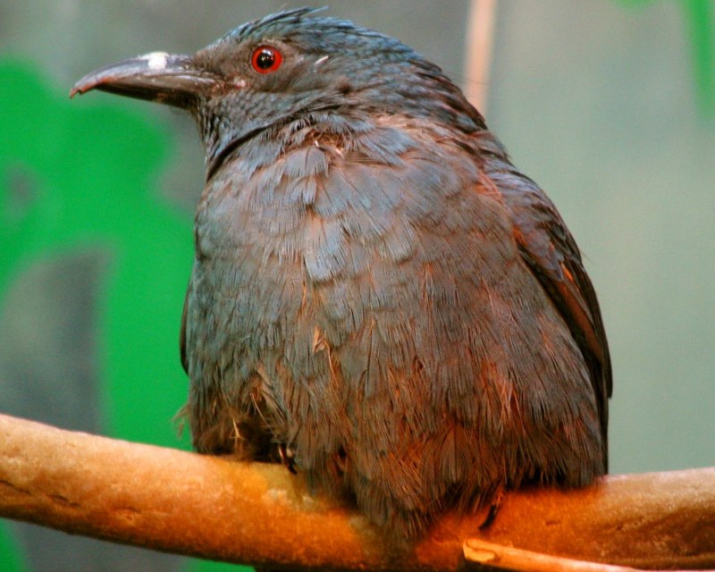 Blue Bird Japan
