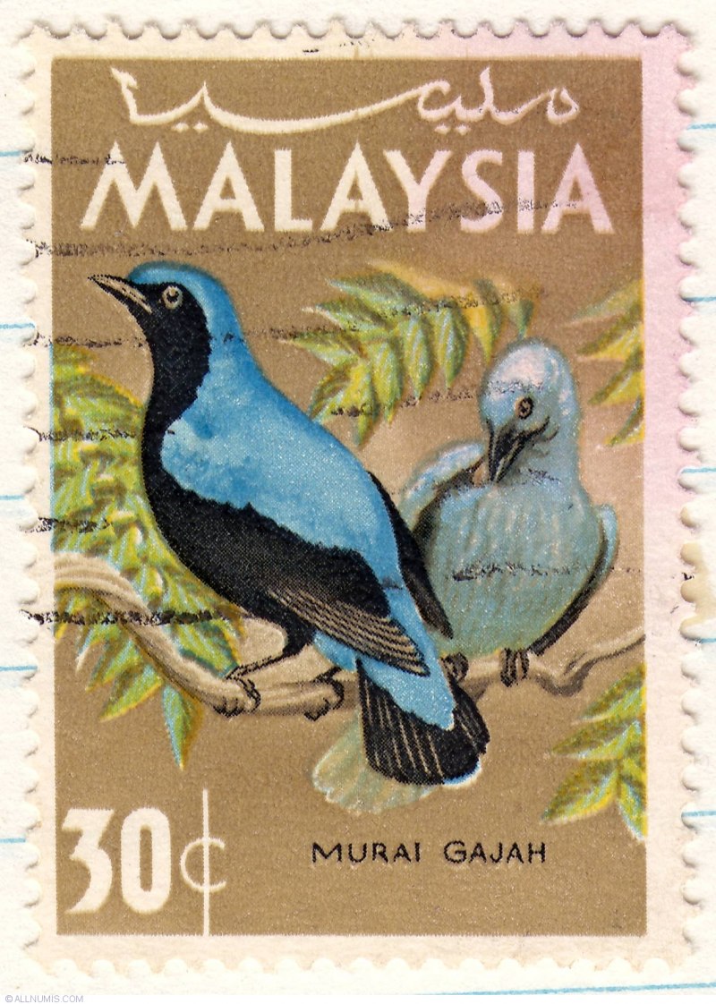 Asian Fairy Bluebird
