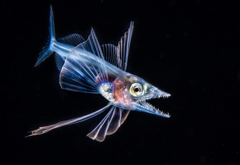 Bathypterois grallator